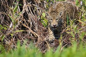 Brasilien| Pantanal - Cerrado - Auf den Spuren von Jaguar und Mähnenwolf